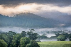 mist, Lanthwaite Wood
