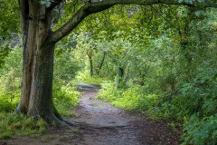 Path by the River Tyne, Corbridge