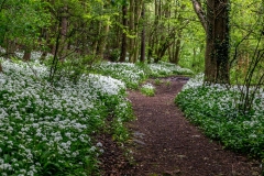 Forge Valley