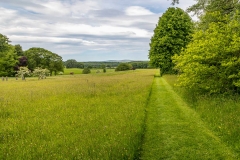 Wild meadow, Holker Hall