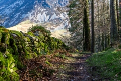 Lanthwaite Wood