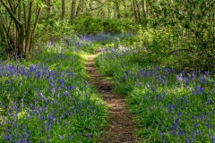 North Cliffe Wood