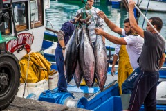 Tuna catch in Tenerife