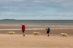 Walking the dogs, Northumberland