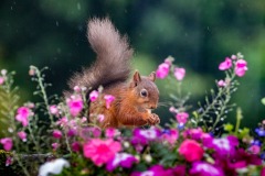 Red squirrel Lake District Red squirrel Lake District