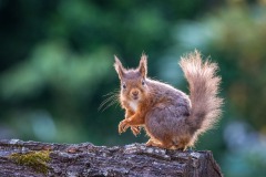 Red squirrel Lake District Red squirrel Lake District