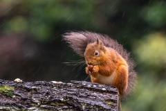 Red squirrel Lake District Red squirrel Lake District