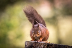 Red squirrel Lake District Red squirrel Lake District