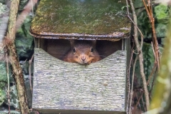 Red squirrel Lake District Red squirrel Lake District