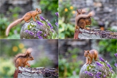 Red squirrel Lake District Red squirrel Lake District