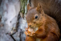 Red squirrel Lake District Red squirrel Lake District