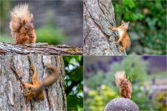 Red squirrel Lake District Red squirrel Lake District