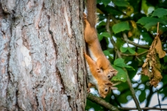 Red squirrel Lake District Red squirrel Lake District