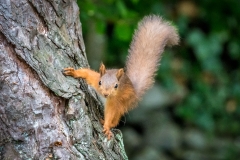 Red squirrel Lake District Red squirrel Lake District