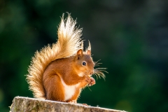Red squirrel Lake District
