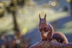 Red squirrel Lake District Red squirrel Lake District