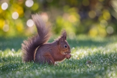 Red squirrel Lake District Red squirrel Lake District