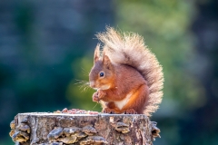 Red squirrel Lake District