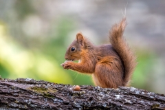 Red squirrel Lake District Red squirrel Lake District