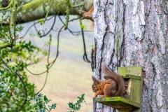 Red squirrel Lake District Red squirrel Lake District
