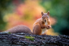 Red squirrel Lake District Red squirrel Lake District