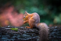 Red squirrel Lake District Red squirrel Lake District