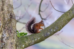 Red squirrel Lake District Red squirrel Lake District