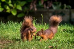 Red squirrel Lake District Red squirrel Lake District