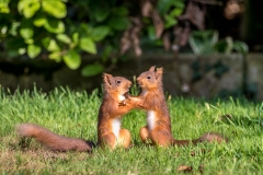 Red squirrel Lake District Red squirrel Lake District
