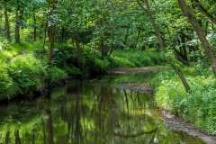River Derwent near Hackness
