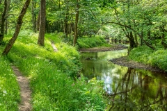 River Derwent near Hackness
