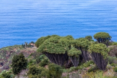 La Palma