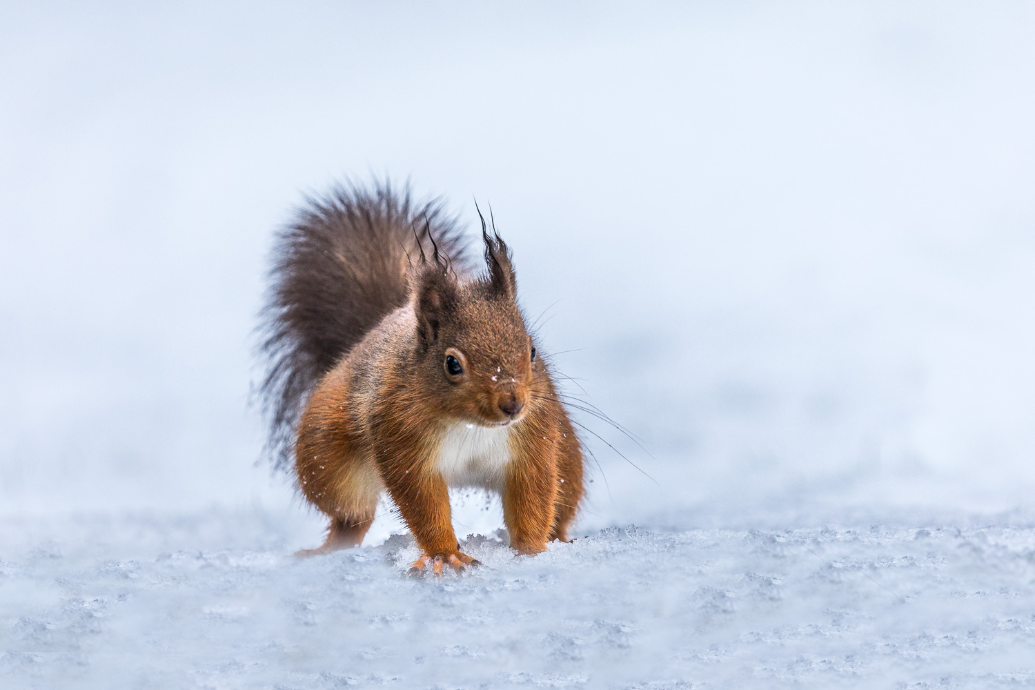 Red squirrel in the snow