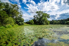 Scampston Hall Gardens