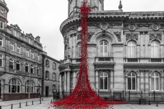 Weeping Poppies, Hull