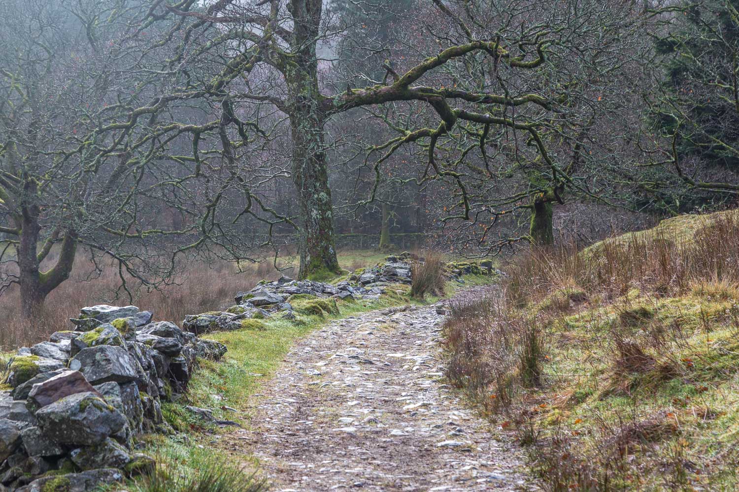 Holme Wood, Loweswater