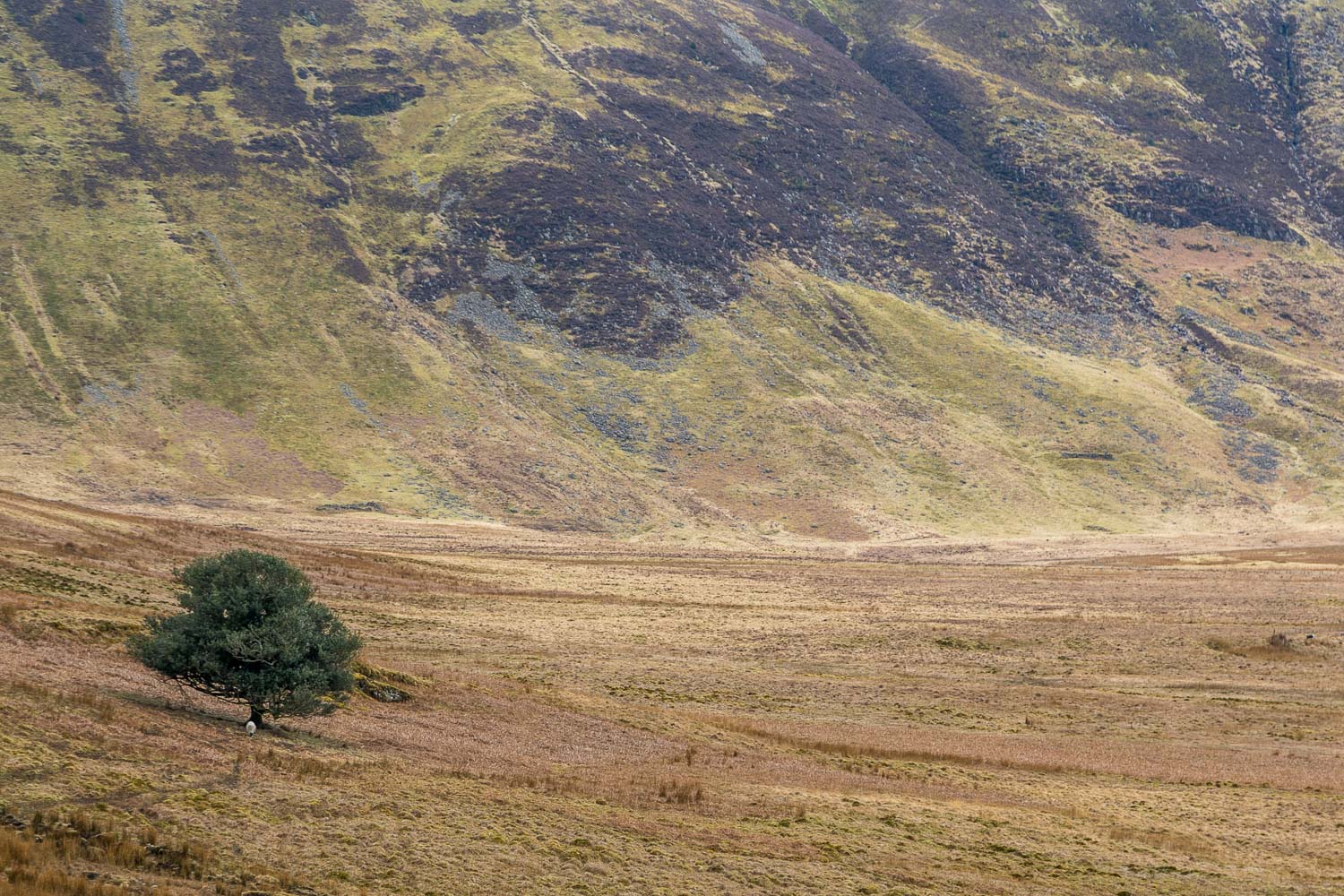 The Mosedale Holly Tree