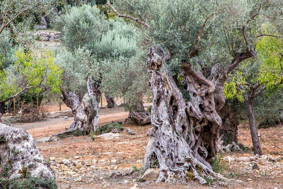 Olive trees near Soller, Mallorca