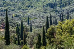 Cypress trees, Corfu