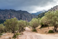 Olive trees, Mallorca