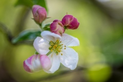 Crab apple blossom