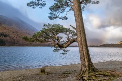 Pine tree, Hassness, Buttermere