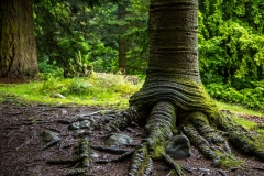 Aira Force woods