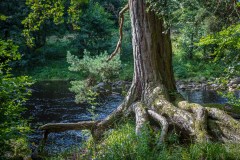 Allen Banks, Northumberland