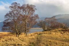 Silver birch, Derwent Water