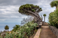 Drago tree, Tenerife