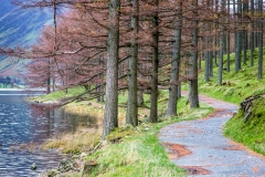 Buttermere pines