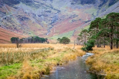 Buttermere pines