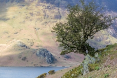 Holly tree, Crummock Water