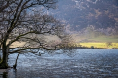 Crummock Water tree